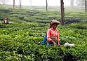 Tea Plantation_01